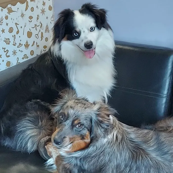 The Pet Doctor of Flushing 12