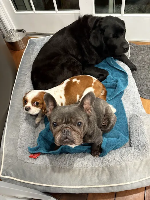 The Pet Doctor of Flushing 12