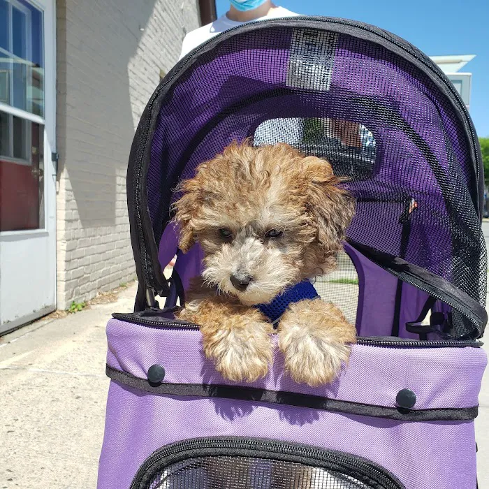 The Pet Doctor of Flushing 12