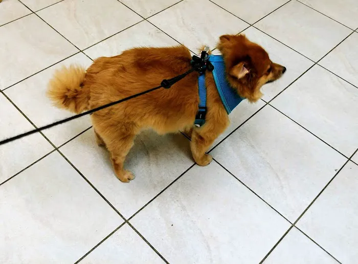 The Pet Doctor of Flushing 12