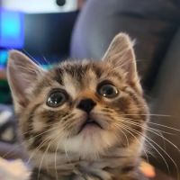 Travelers Rest Animal Hospital: Phillips Bryant DVM ico