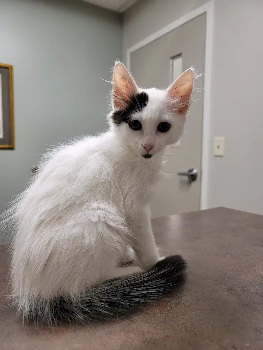 Travelers Rest Animal Hospital: Phillips Bryant DVM 3
