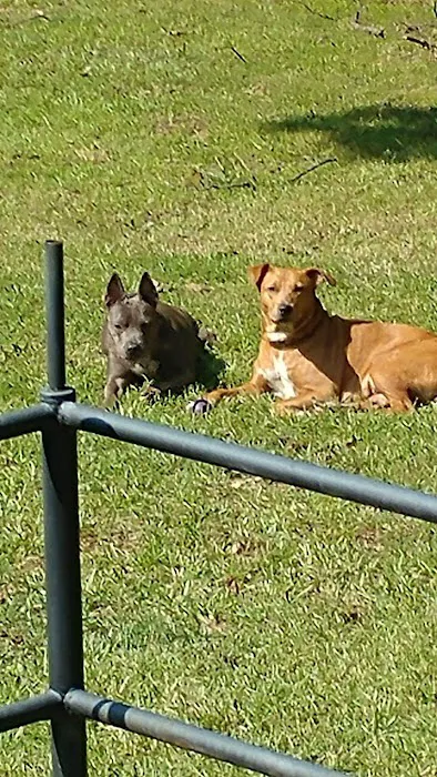 North Greenville Animal Hospital: Welsh Paula DVM 1
