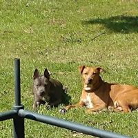 North Greenville Animal Hospital: Welsh Paula DVM ico