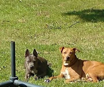 North Greenville Animal Hospital: Welsh Paula DVM