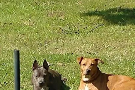 North Greenville Animal Hospital: Welsh Paula DVM