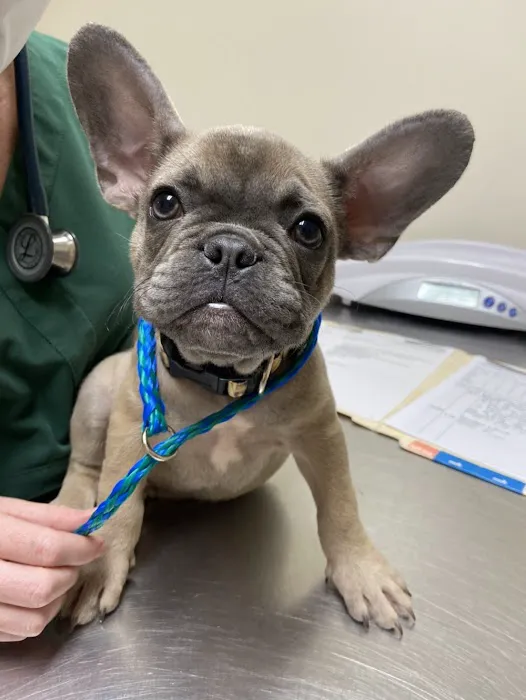 North Greenville Animal Hospital 12