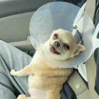 Foothills Veterinary Hospital ico
