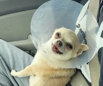 Foothills Veterinary Hospital