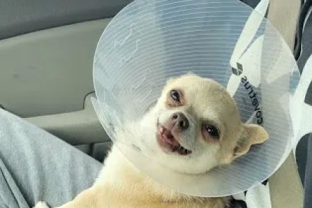 Foothills Veterinary Hospital
