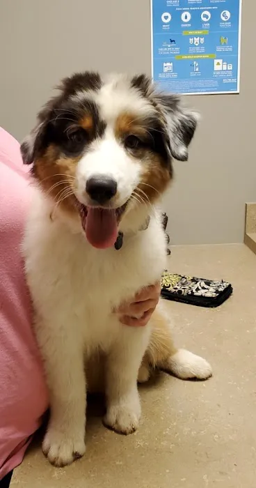 Foothills Veterinary Hospital 12