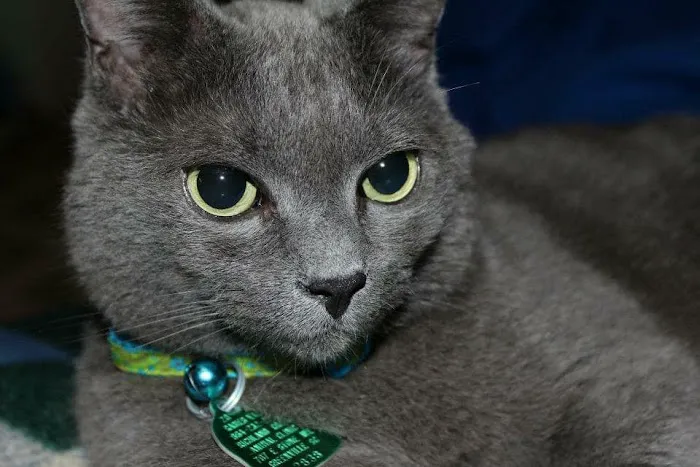 Foothills Veterinary Hospital 12