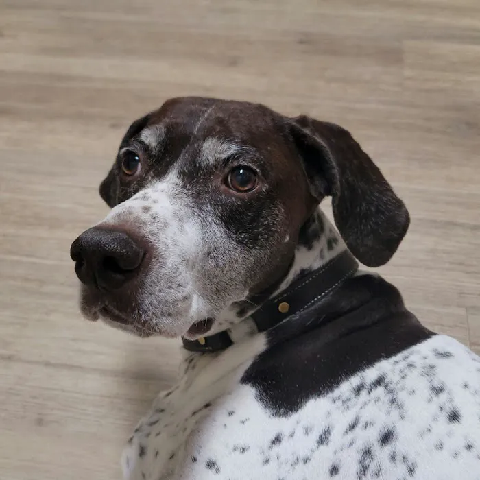 Foothills Veterinary Hospital 12