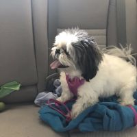 Valley Walk Animal Hospital - Dr. Tony Holtzclaw ico