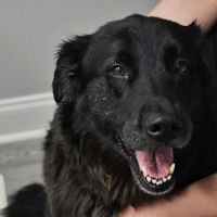 Valley Walk Animal Hospital ico