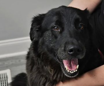 Valley Walk Animal Hospital