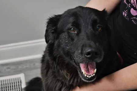 Valley Walk Animal Hospital