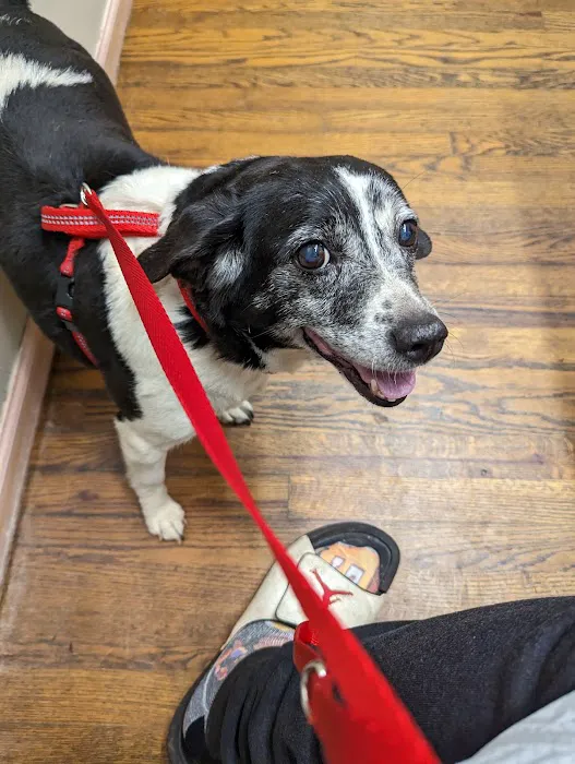 Pet Care Mobile 12