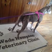 Wade Hampton Veterinary Clinic ico