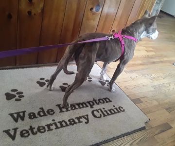 Wade Hampton Veterinary Clinic