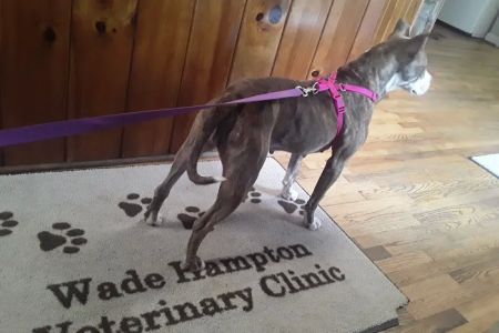 Wade Hampton Veterinary Clinic