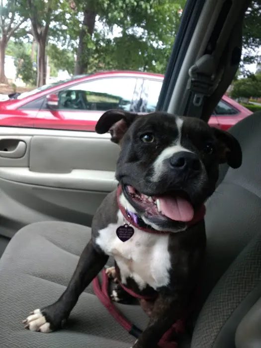 Wade Hampton Veterinary Clinic 12