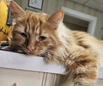 The Cat Clinic of Greenville