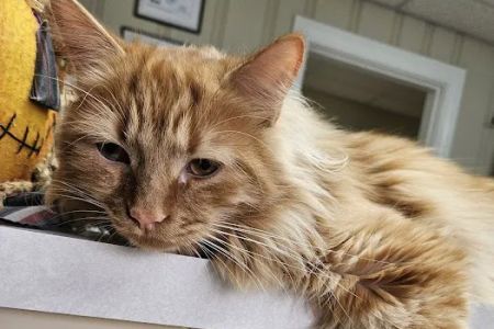 The Cat Clinic of Greenville