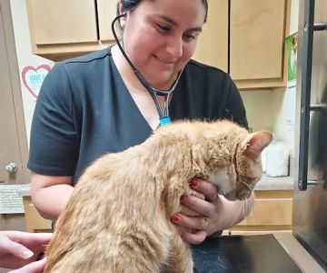 Oak Tree Animal Clinic