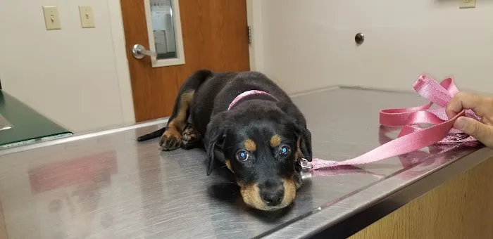 Olive Branch Animal Clinic 12