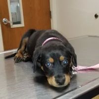 Olive Branch Animal Clinic ico