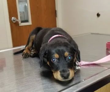 Olive Branch Animal Clinic