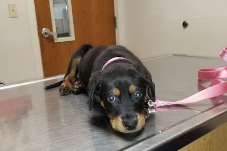 Olive Branch Animal Clinic