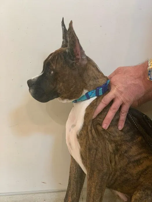 Olive Branch Animal Clinic 12