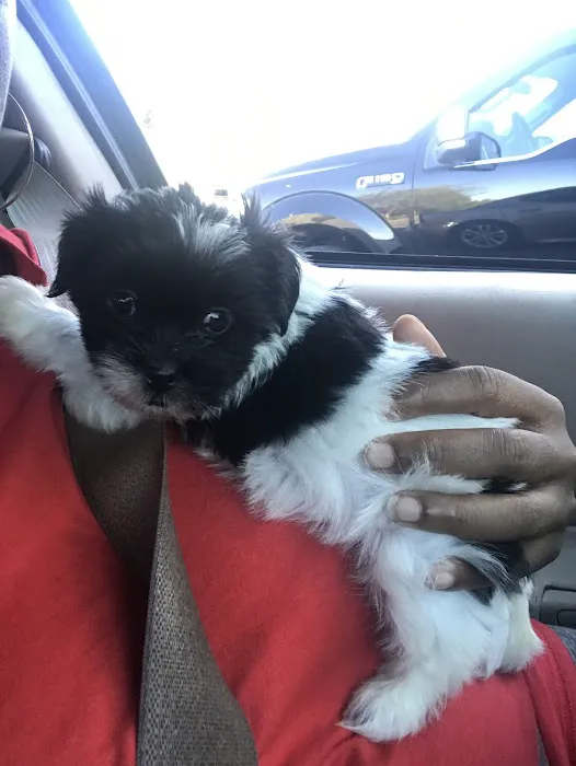 Olive Branch Animal Clinic 12