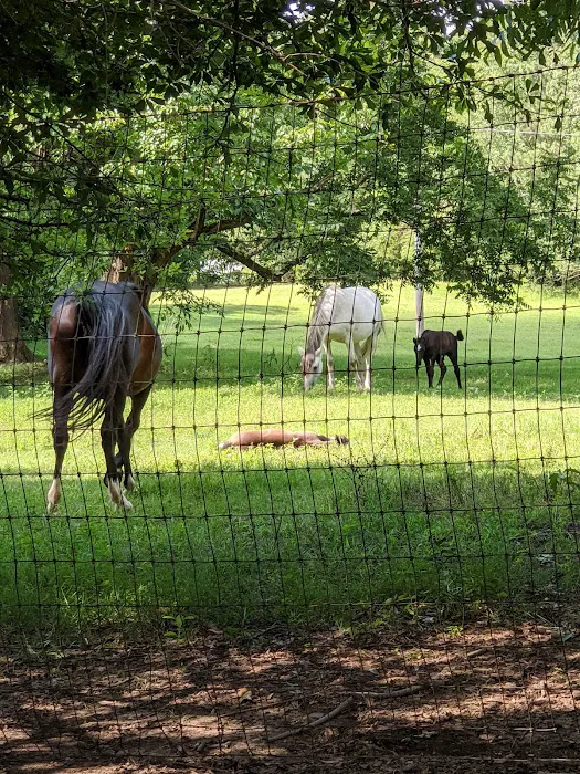 Olive Branch Animal Clinic 12
