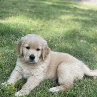 Center Hill Animal Clinic ico