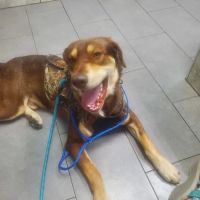 All Animal Hospital ico