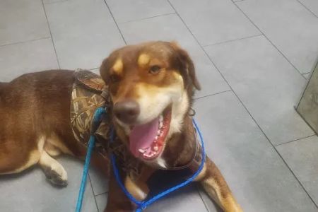 All Animal Hospital