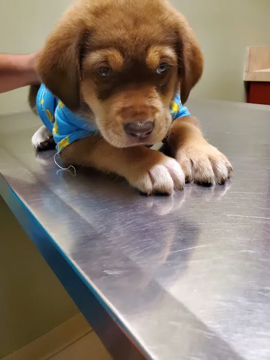 All Animal Hospital 5