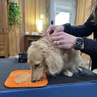 Horse & Hound Veterinary Acupuncture & Wellness ico