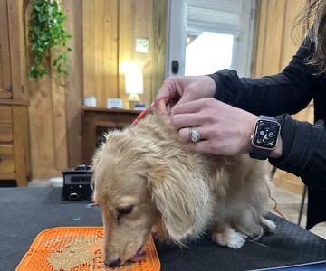 Horse & Hound Veterinary Acupuncture & Wellness