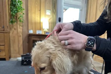 Horse & Hound Veterinary Acupuncture & Wellness