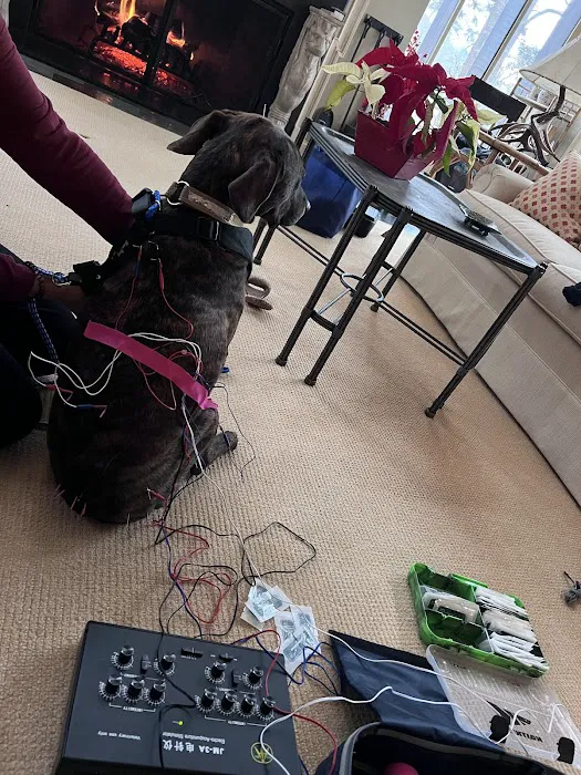 Horse & Hound Veterinary Acupuncture & Wellness 12