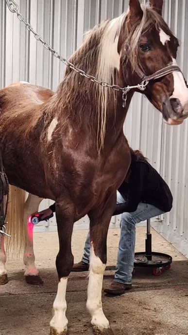 Horse & Hound Veterinary Acupuncture & Wellness 12