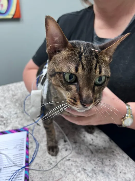 Horse & Hound Veterinary Acupuncture & Wellness 12