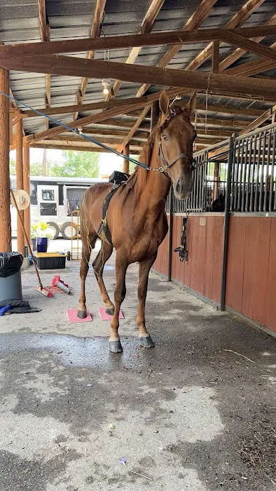 Horse & Hound Veterinary Acupuncture & Wellness 12