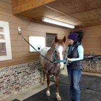 Full Circle Equine Veterinary Services ico