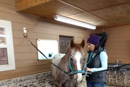 Full Circle Equine Veterinary Services