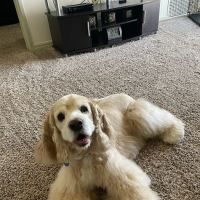 Precious Paws Animal Hospital ico